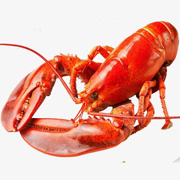 虾